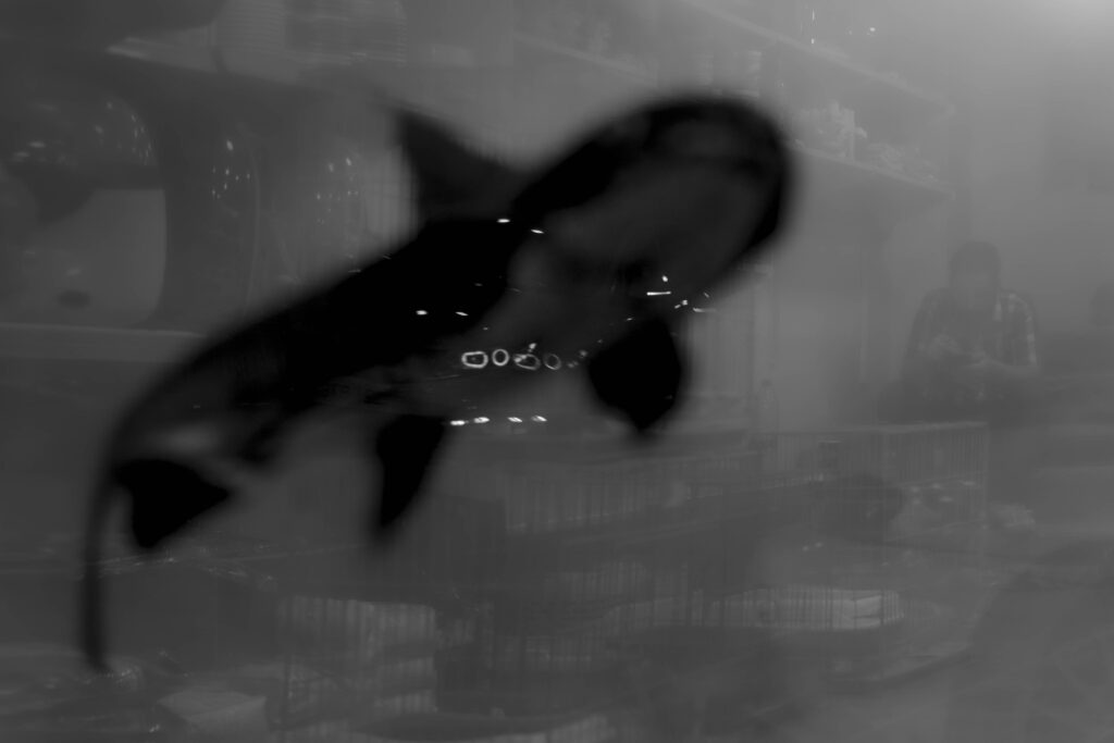 markusborn.com Fisch 2x3